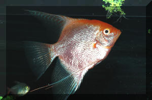 Bloodworms hotsell for angelfish